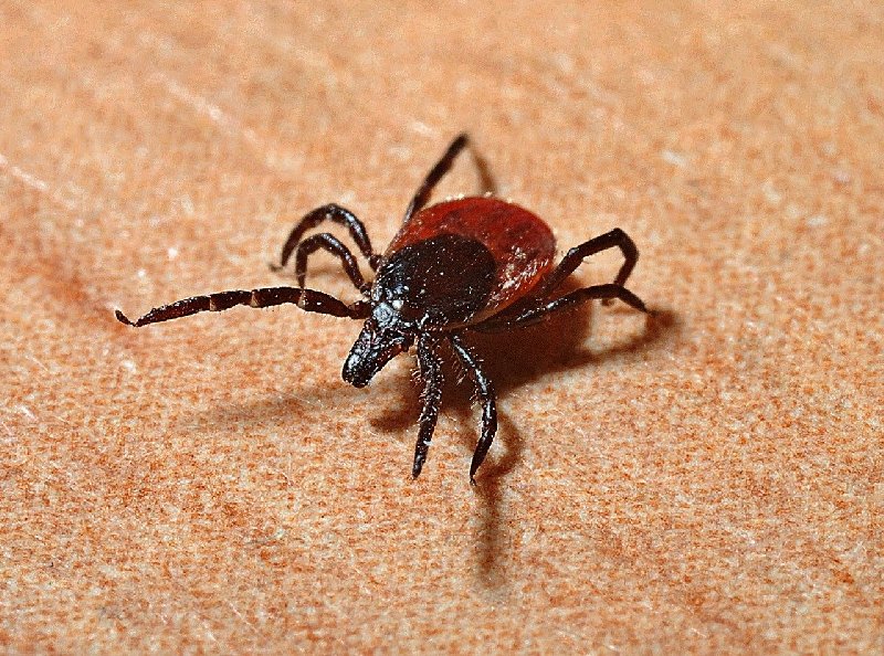 Borelioza groźna dla zdrowia i życia