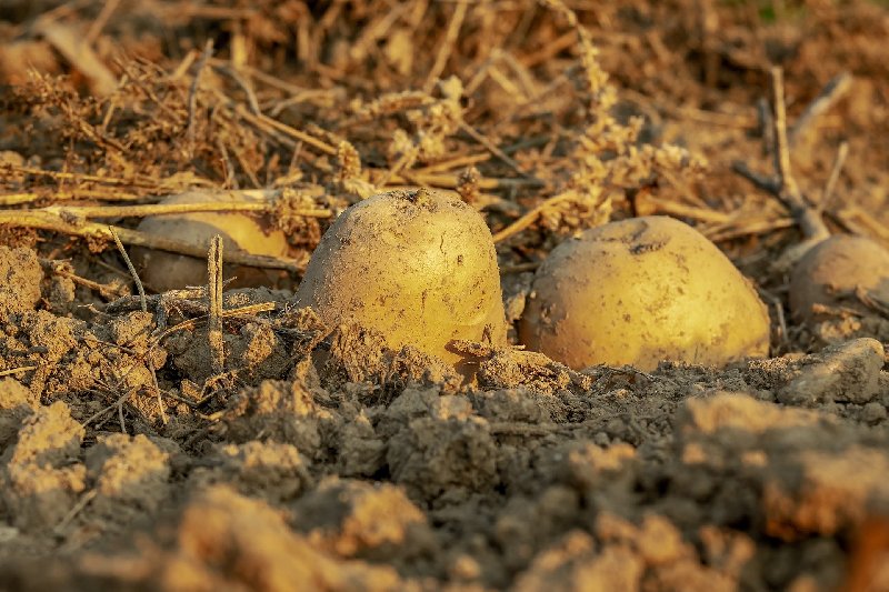 Uprawa ziemniaków w niewielkim ogrodzie